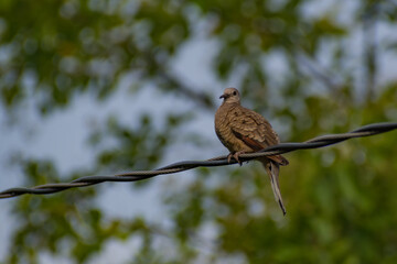 Hermosas Aves en bosques de Usulutan, El Salvador