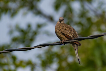 Hermosas Aves en bosques de Usulutan, El Salvador