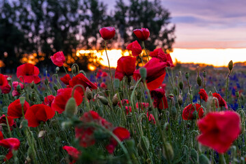 red poppy field