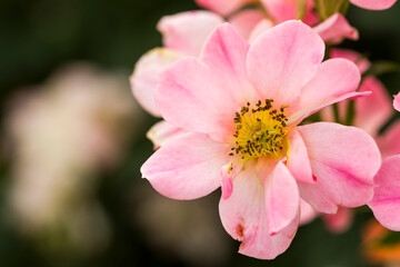 Light pink wild rose over a creamy bokeh background