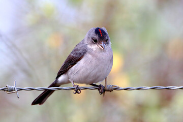 Pileated Finch (Coryphospingus pileatus), isolated, perched on a barbed wire.