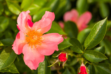 Vivid pink wild rose blossom with green leaves