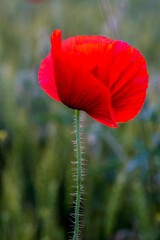 Naklejka premium red poppy flower