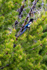 Black-billed Magpie (Pica pica) perched in a pine tree in Wyoming