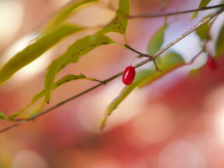 赤色の木の実