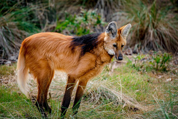 central american fox in the grass