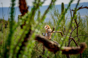 barn owl look