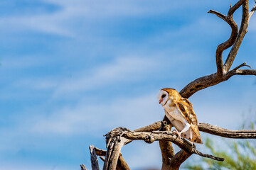 barn owl in a tree