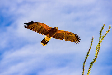 Harris's hawk and ocotillo cactus