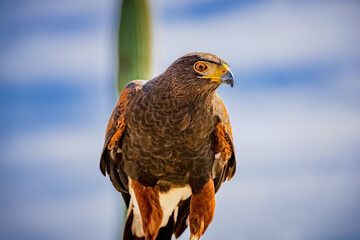 Harris's Hawk stare