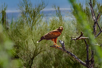 Harris's hawk on a branch