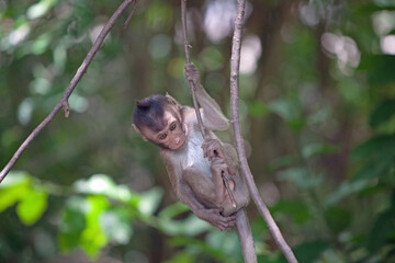 可愛いサル