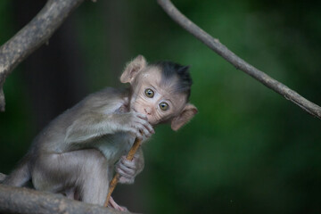 可愛いサル