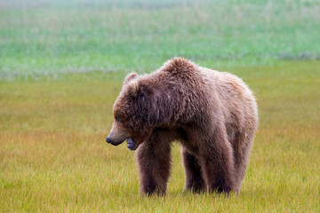 Obraz premium Alaska Peninsula Brown Bear or Coastal Brown Bear