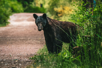 black bear cub