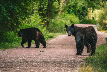 Fototapeta premium Two black bear walking across path