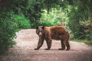 Brown bear in walking path 