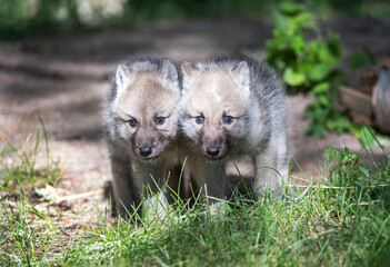 Fototapeta premium Wolf Cubs 