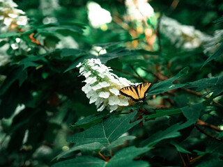 butterfly on a flower with leaves in the background