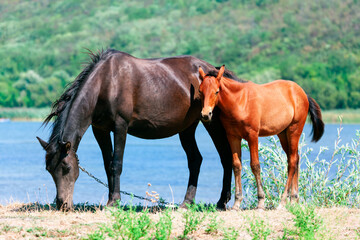 Naklejka na ściany i meble Black mare and brown foal . Horses Mother and child 