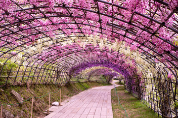 福岡県北九州市の河内藤園の壮大な藤の風景


