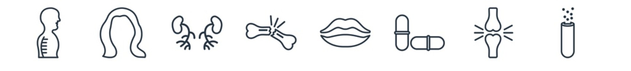 linear set of human body parts outline icons. line vector icons such as column inside a male human body in side view, brunette female woman long hair, blood supply system, broken bone, big lips,