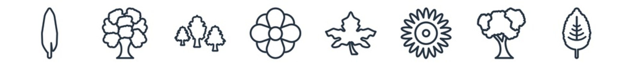 linear set of nature outline icons. line vector icons such as willow leaf, chestnut oak tree, silver maple tree, essence, sycamore tree, plum leaf vector illustration.