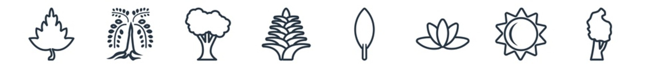 linear set of nature outline icons. line vector icons such as hawthorn tree, black willow tree, american chestnut tree, yucca, magnolia leaf, black birch vector illustration. - obrazy, fototapety, plakaty