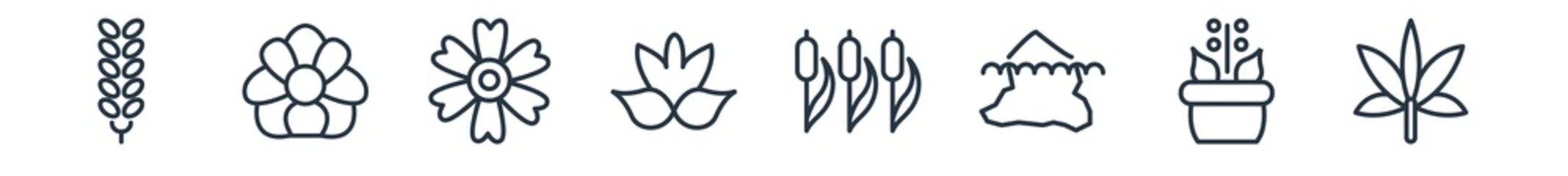 linear set of nature outline icons. line vector icons such as larch, pansy, dianthus, neroli, reed, hemp vector illustration.