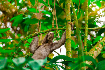 Three toed sloth.Bradypus variegatus.Quindio Colombia
