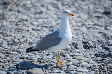 Seagull walks on the sea shore.