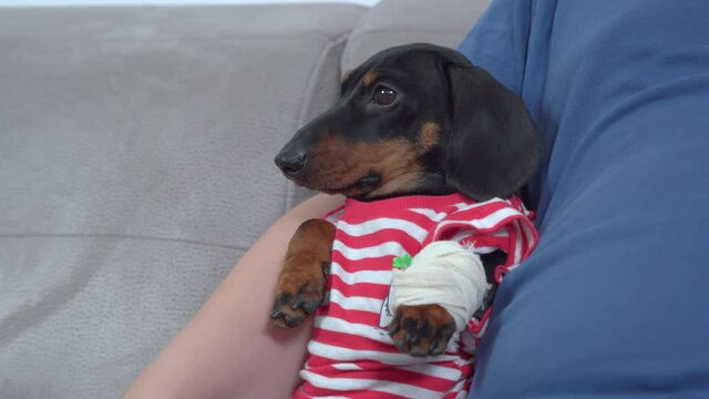 Poor dachshund puppy injured its paw in accident while walking, so pet with bandaged wound on its paw came to owner for hugs and sympathy, close up.