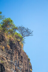 Hay un árbol en el acantilado