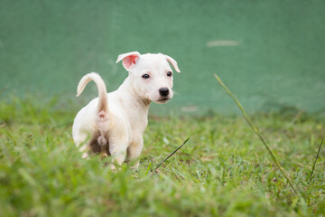 Baby dog ​​in green step