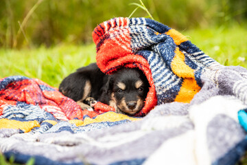 Baby dog ​​on a blanket