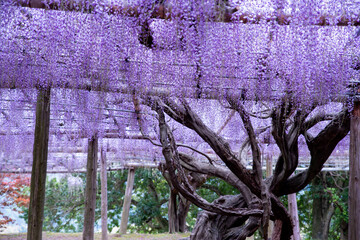  A magnificent view of the wisteria shelf in Kawachi Wisteria Garden, Kitakyushu City, Fukuoka...