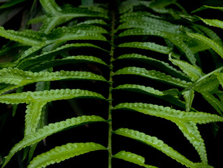 fern leaves