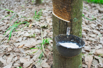 The rubber tree was cut to allow the rubber to flow into the cup.