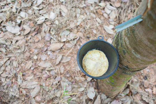 The rubber tree was cut to allow the rubber to flow into the cup.