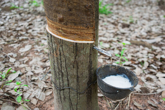 The rubber tree was cut to allow the rubber to flow into the cup.