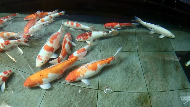 High angle view of multi colour koi fishes swim in clear water pond and reflections on surface