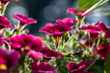 Hybrid Petunia Backlit