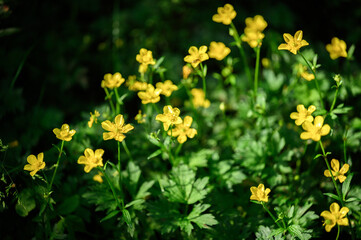 Buttercup wildflowers in a forest in British Columbia
