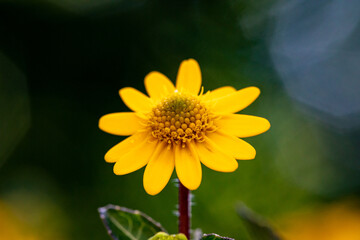 yellow flower. close up