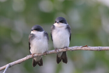 Two baby Tree swallows almost full grown perching on branch waiting for Mom to come and feed them, in summer evening light
