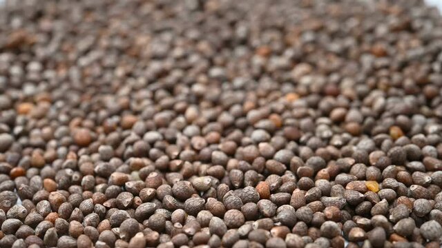 angle view herb ZiSuZi or Perillae Fructus or Cultivated Puple Perilla Fruit rotating