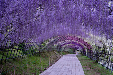 A magnificent view of the wisteria shelf in Kawachi Wisteria Garden, Kitakyushu City, Fukuoka...