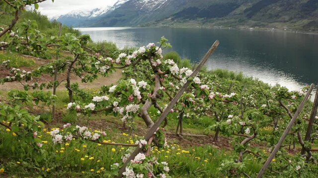 Apple tree farming blossom season at Hardanger Ullensvang Norway