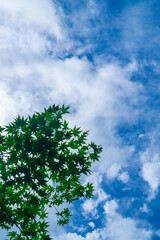 Fototapeta premium カエデ 緑 空