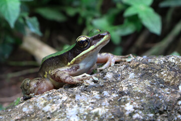 A frog standing on a rock with a greenback